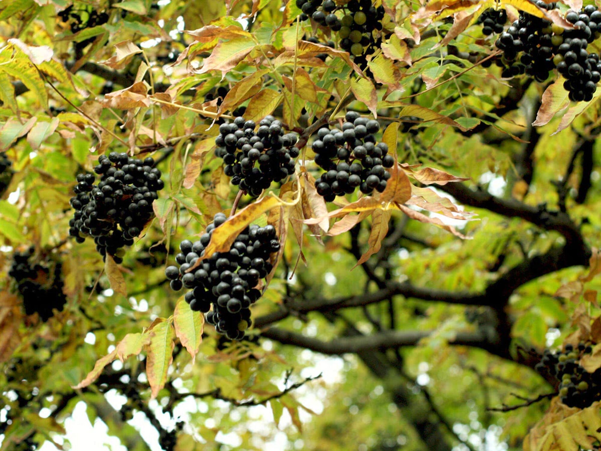 Бархат (растение)