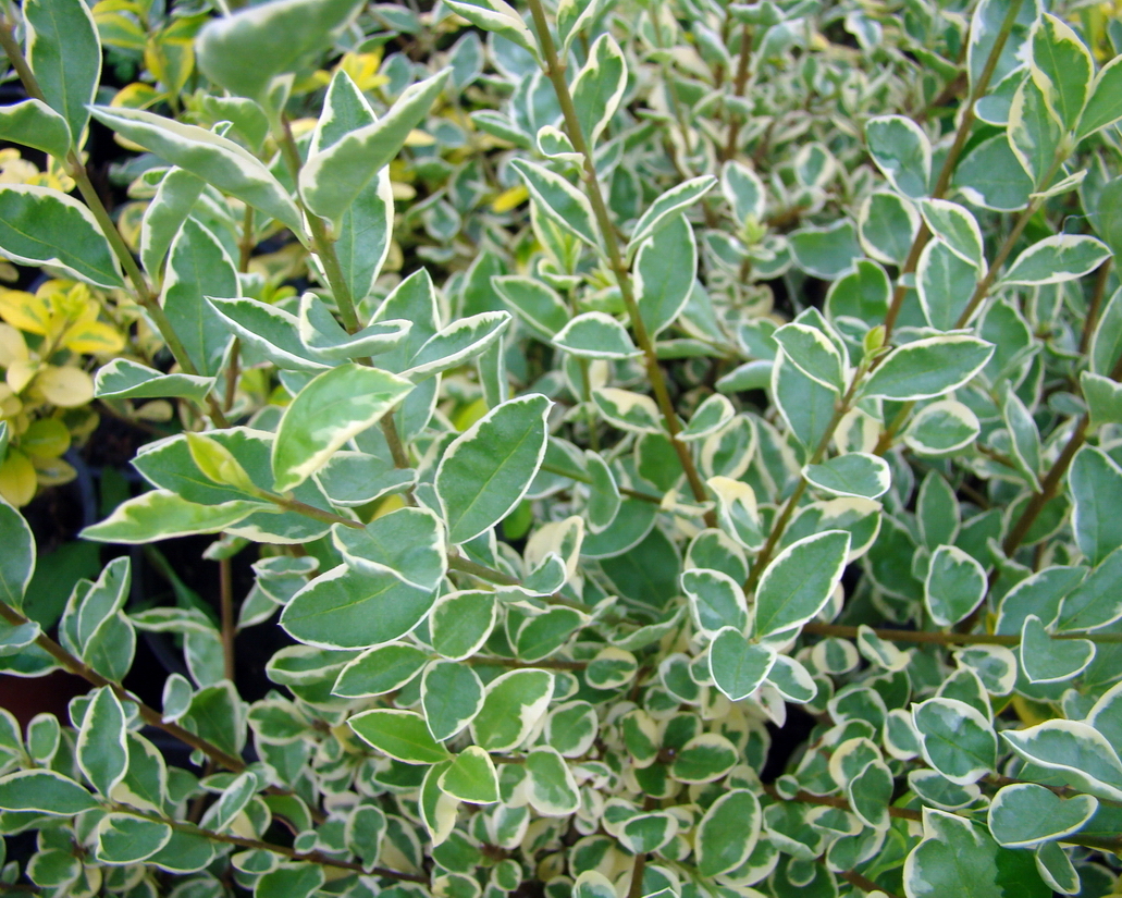 Бирючина пестрая Бирючина пестрая