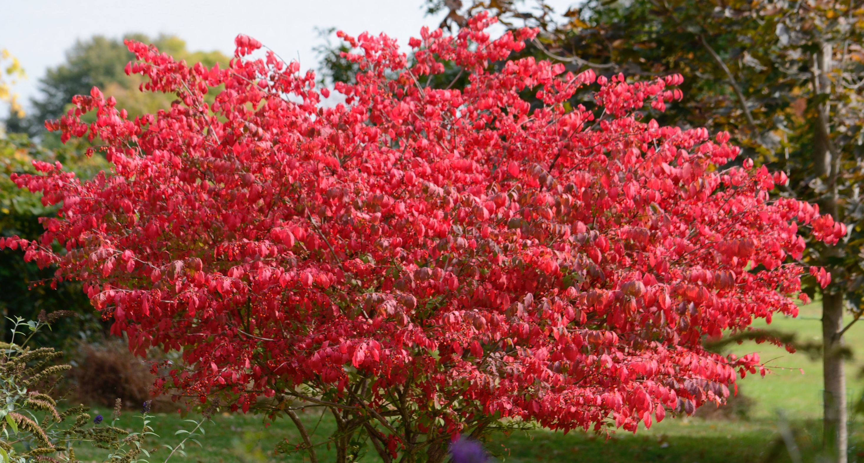 Бересклет крылатый