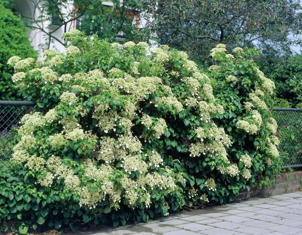 Гортензия черешковая Гортензия черешковая