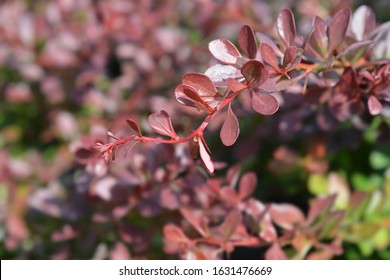 Виноград Тунберга