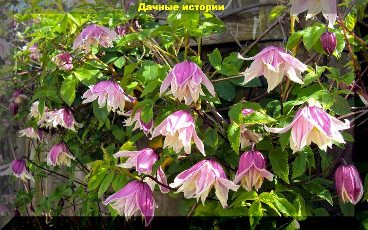 Княжик корейский