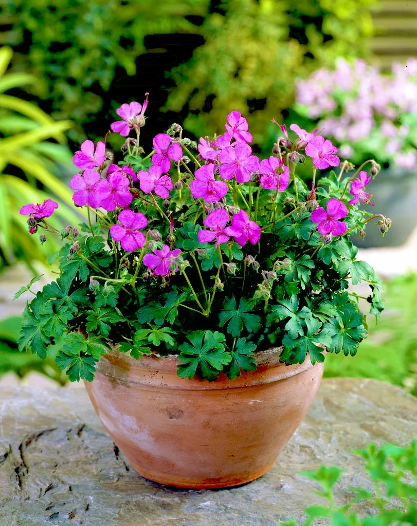 Герань садовая