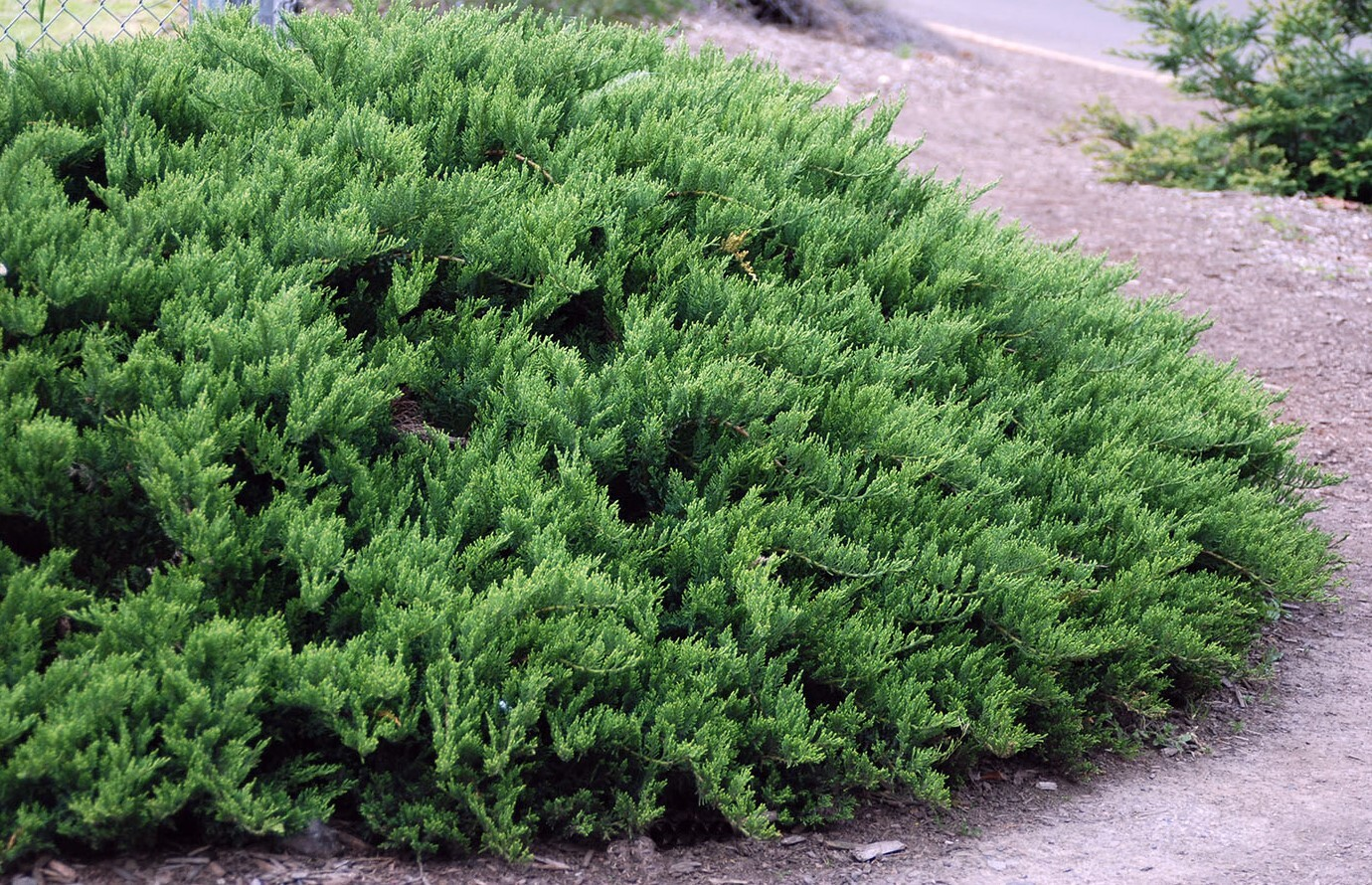 Можжевельник казацкий