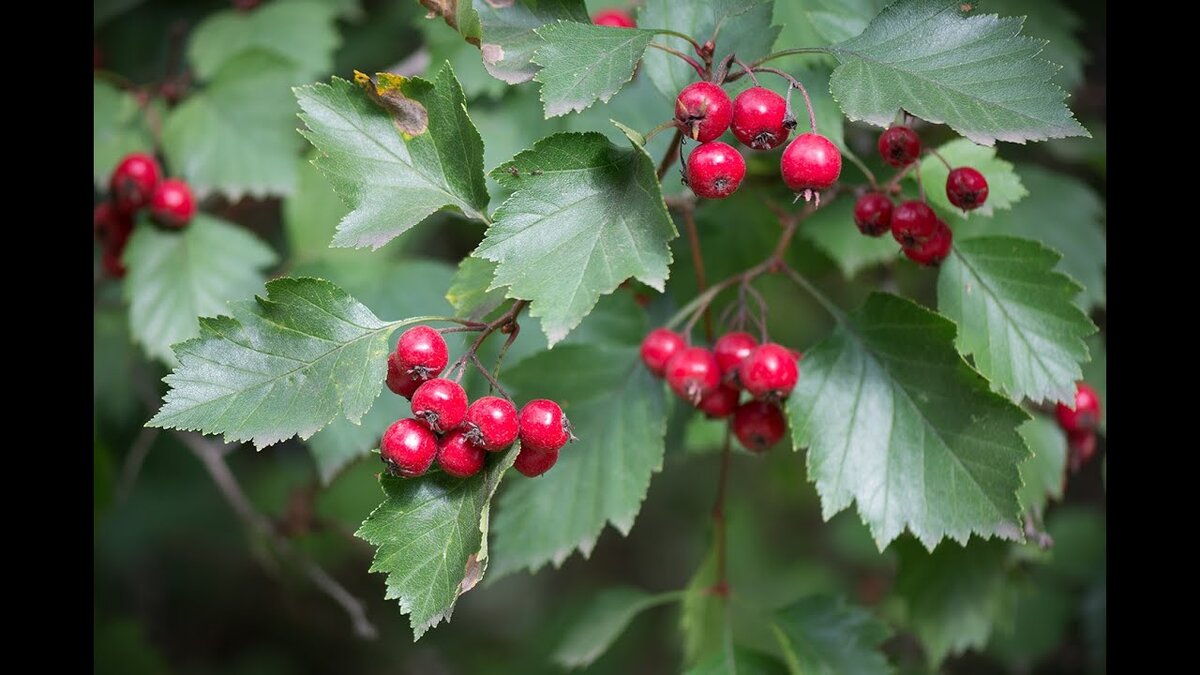 Боярышник кроваво-красный