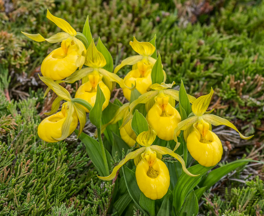 Башмачок мелкоцветковый