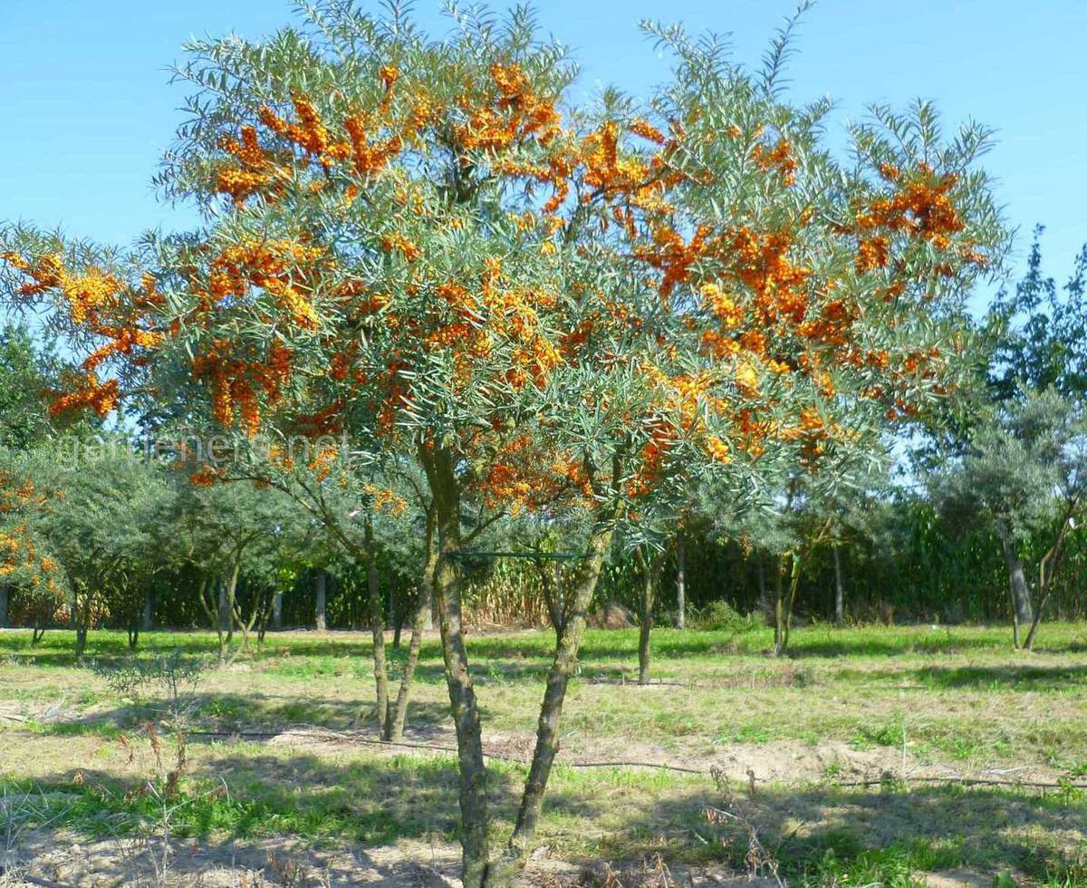 Облепиха Облепиха