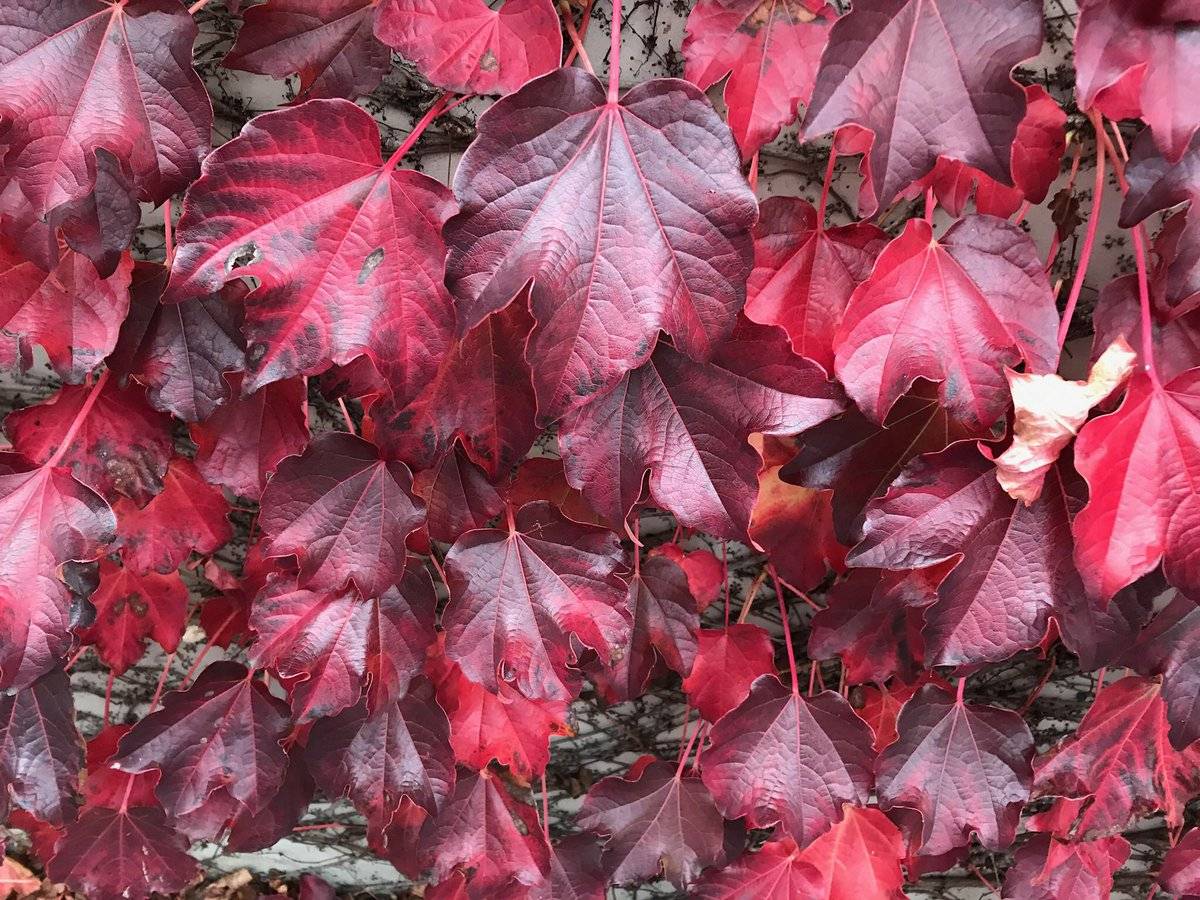 Виноград гималайский Виноград гималайский