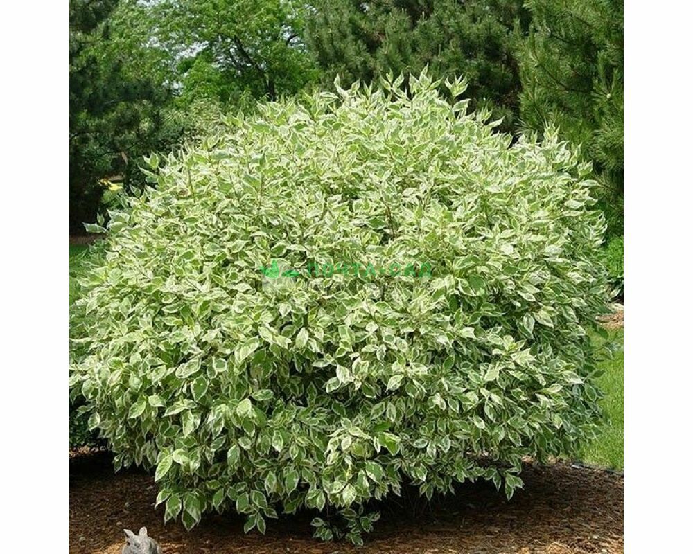 Дерен Дерен