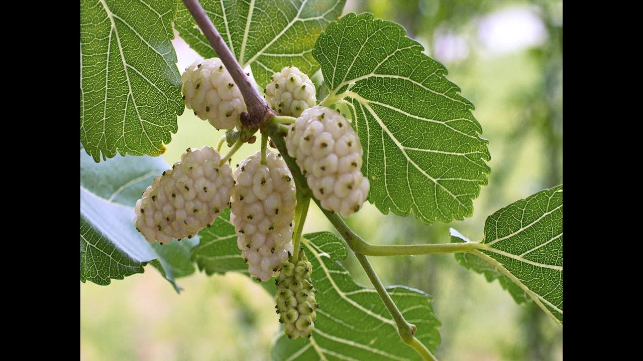 Шелковица