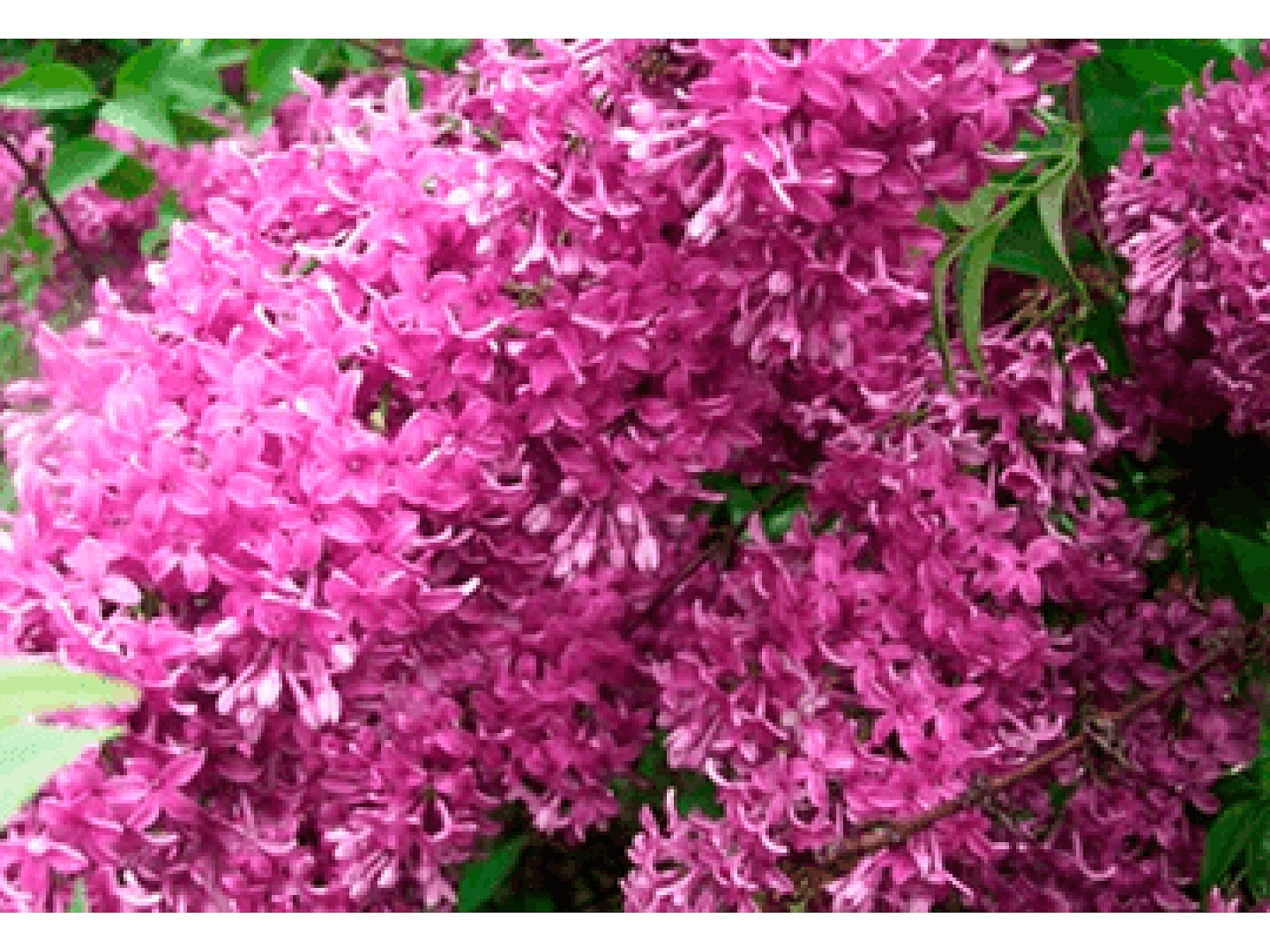 Сирень китайская