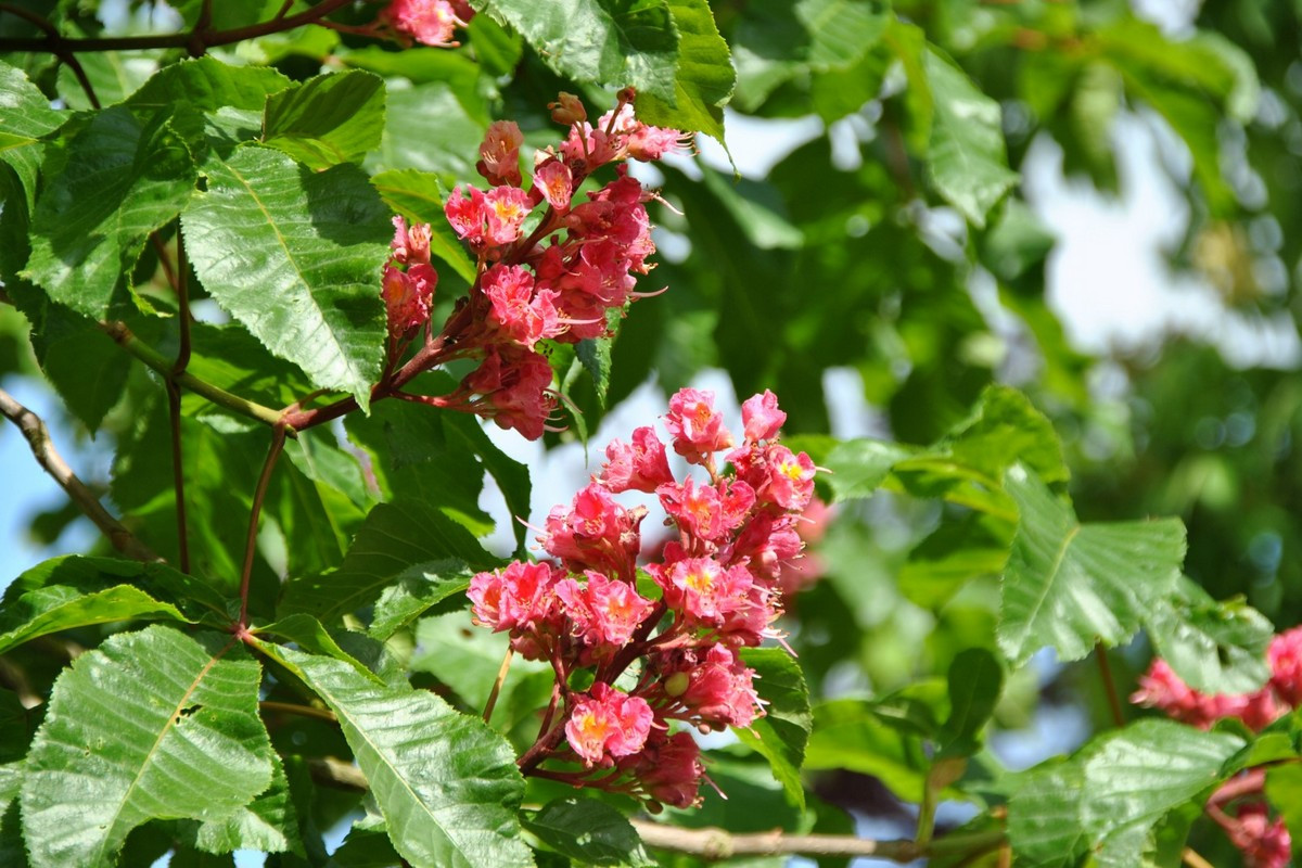 Каштан конский красный Каштан конский красный