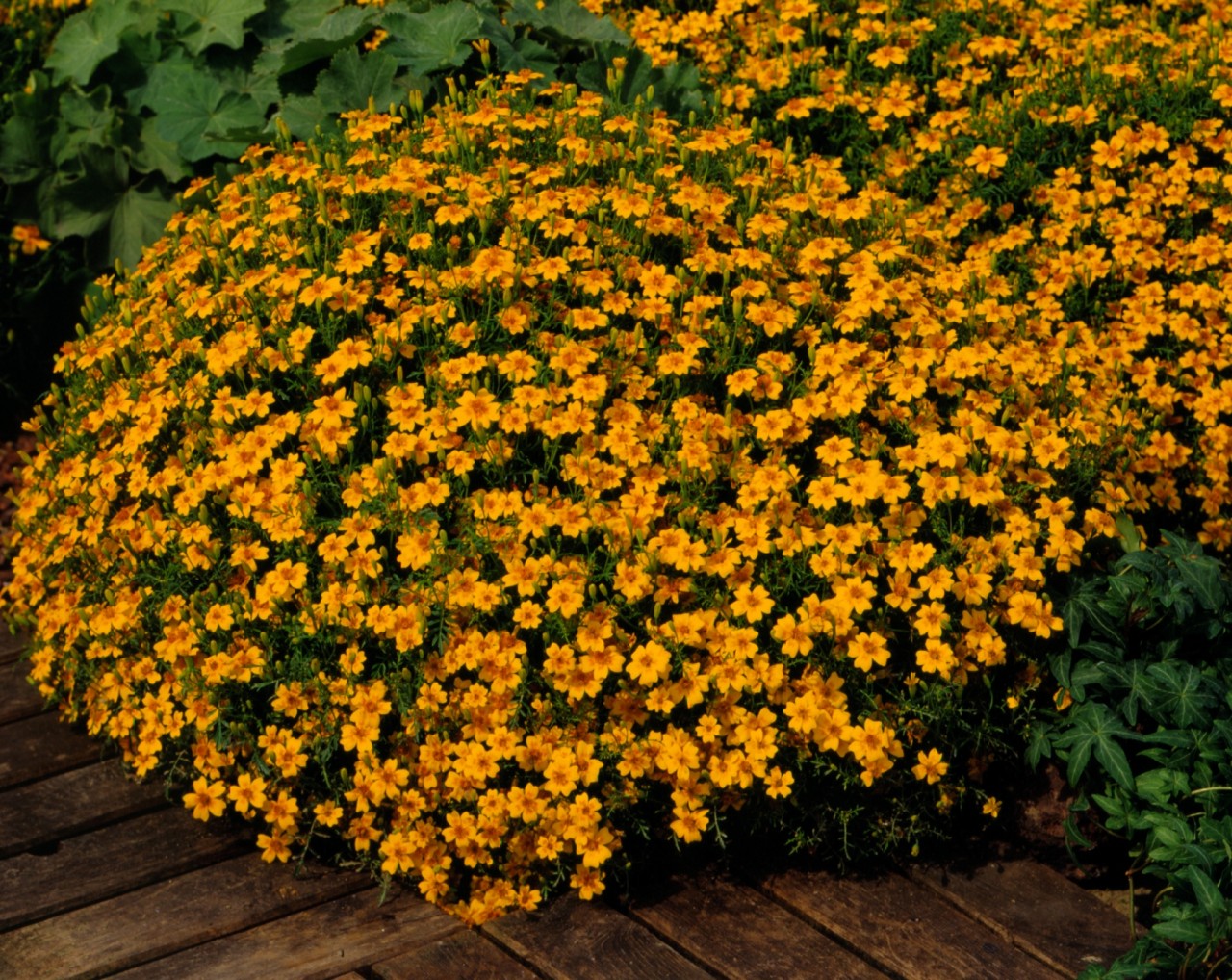 Бархатцы мелкоцветные