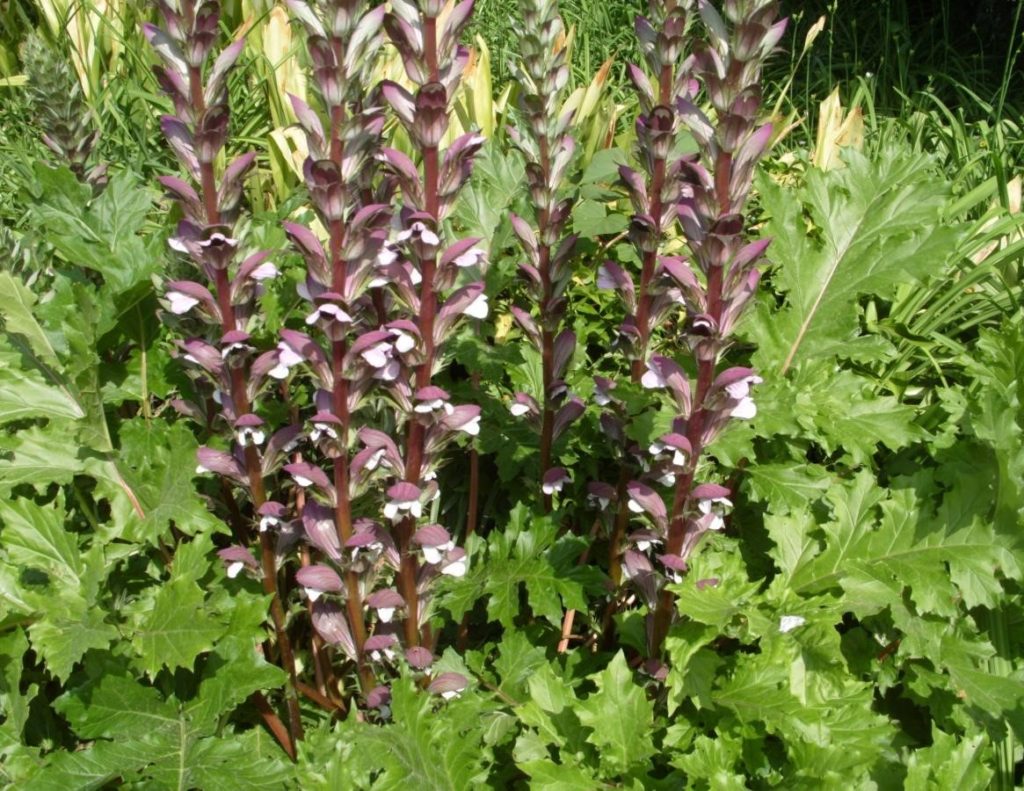 Аканта Аканта