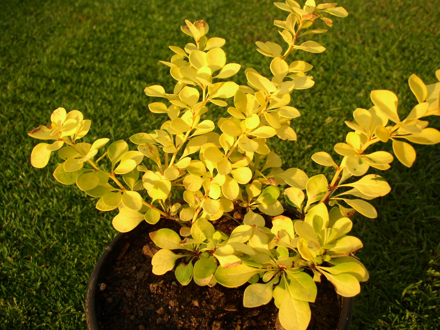 Барбарис Дарвина