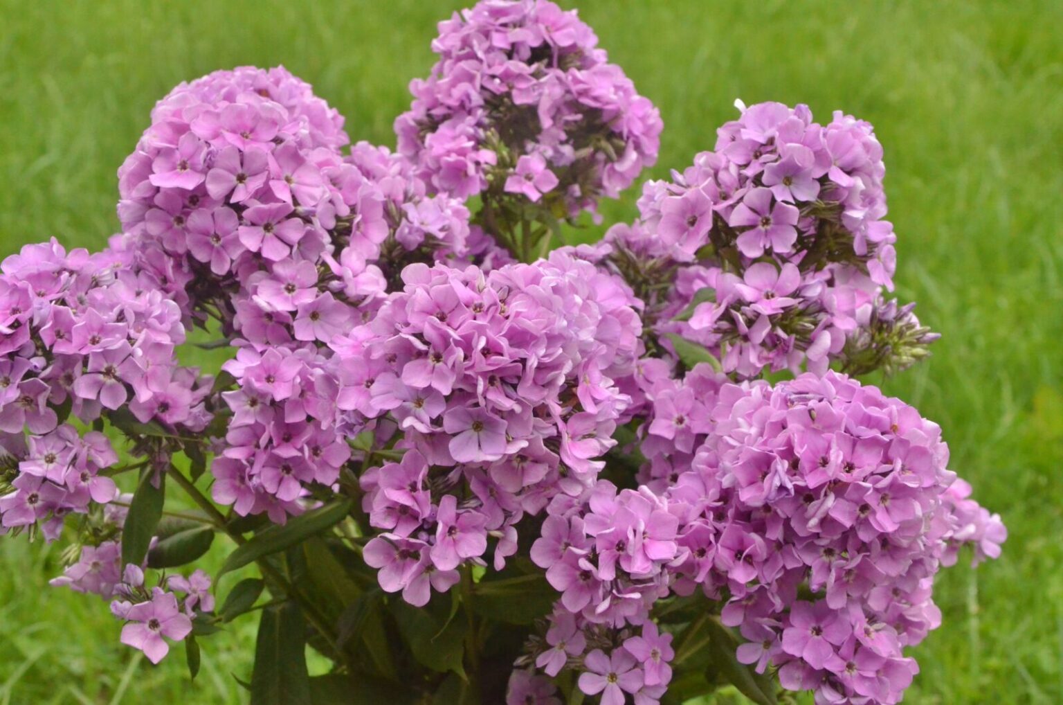 Флокс