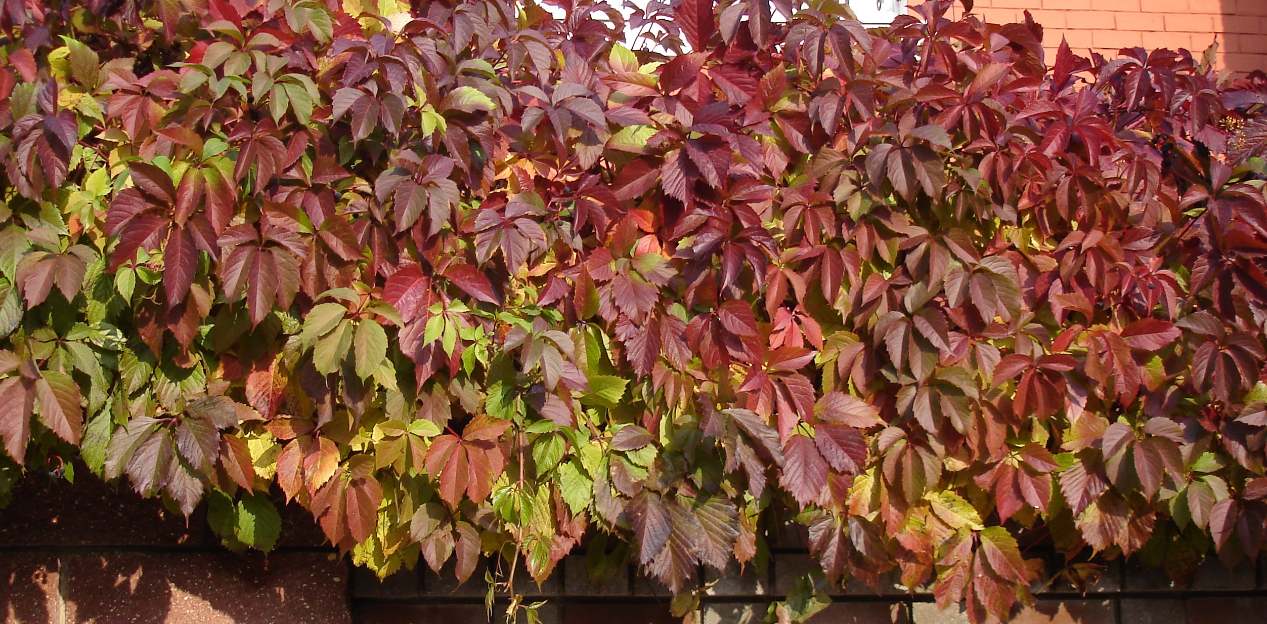 Девичий виноград Энгельмана