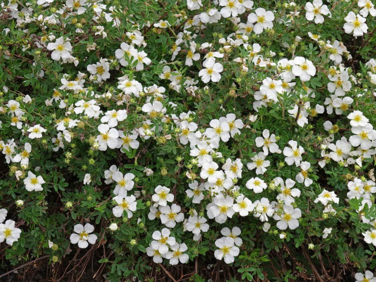 Лапчатка белая