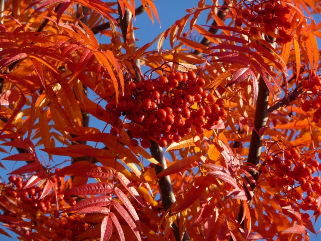 Рябина смешанная