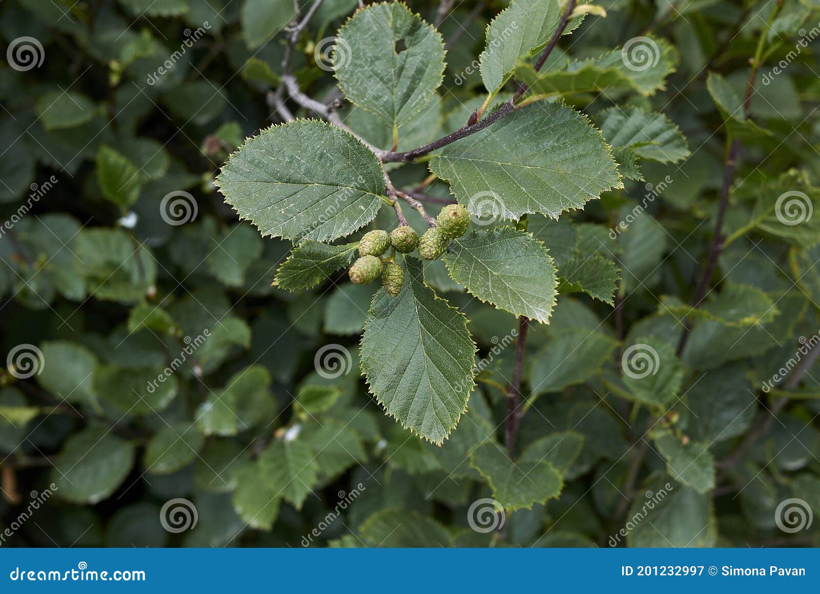 Ольха красная