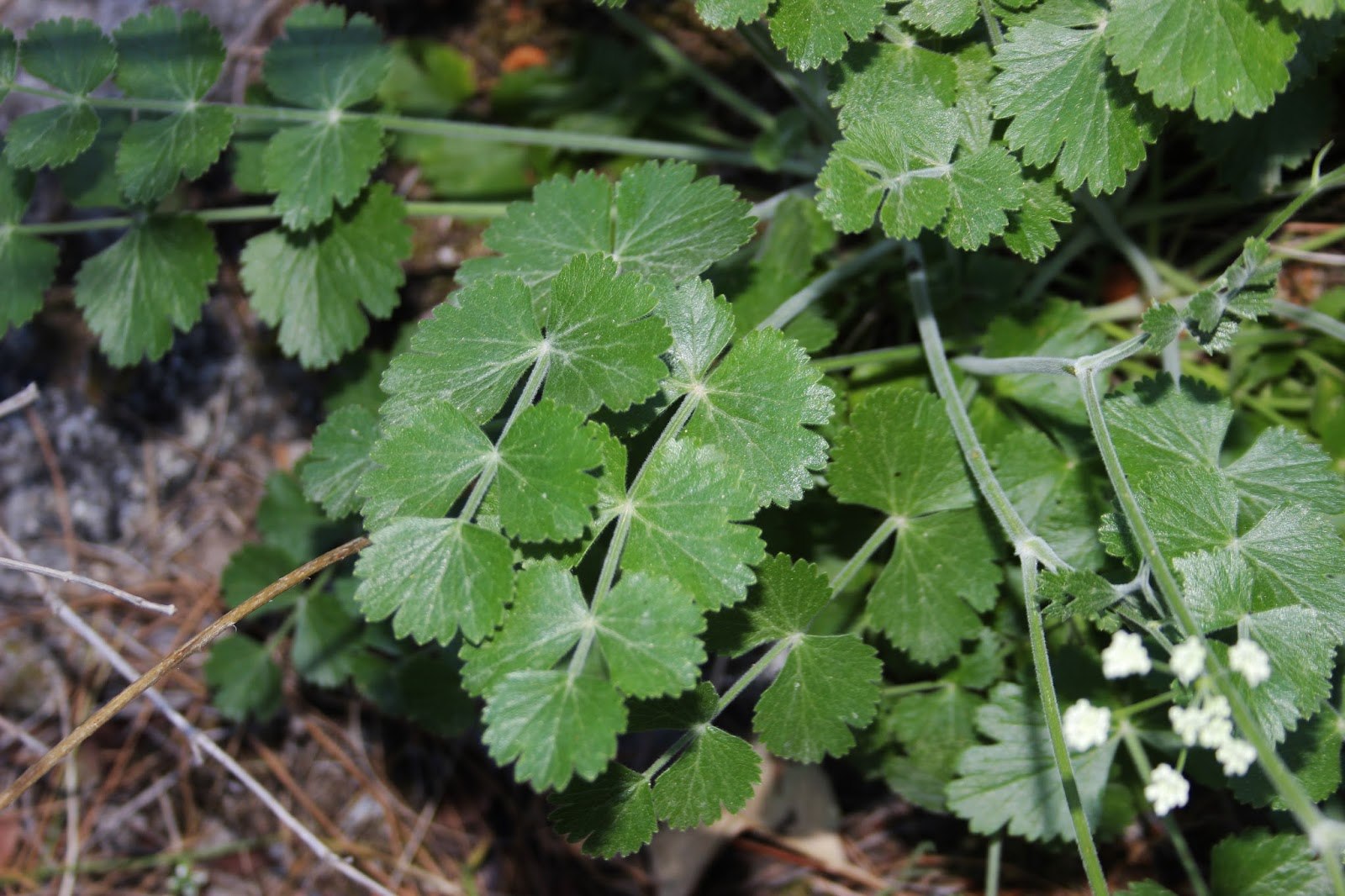 Бедренец опушённый Бедренец опушённый