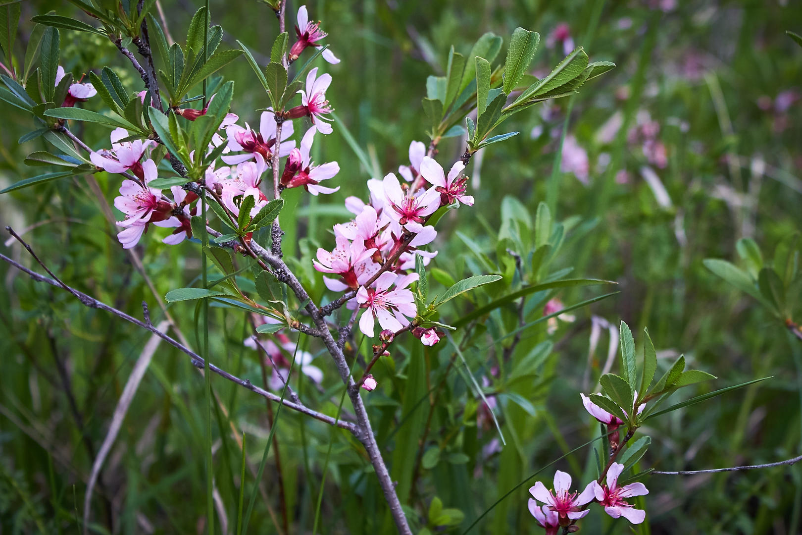 Дикий миндаль
