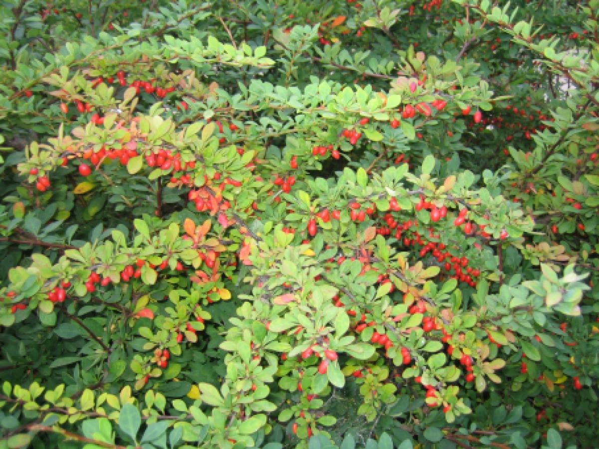 Барбарис колючий Барбарис колючий