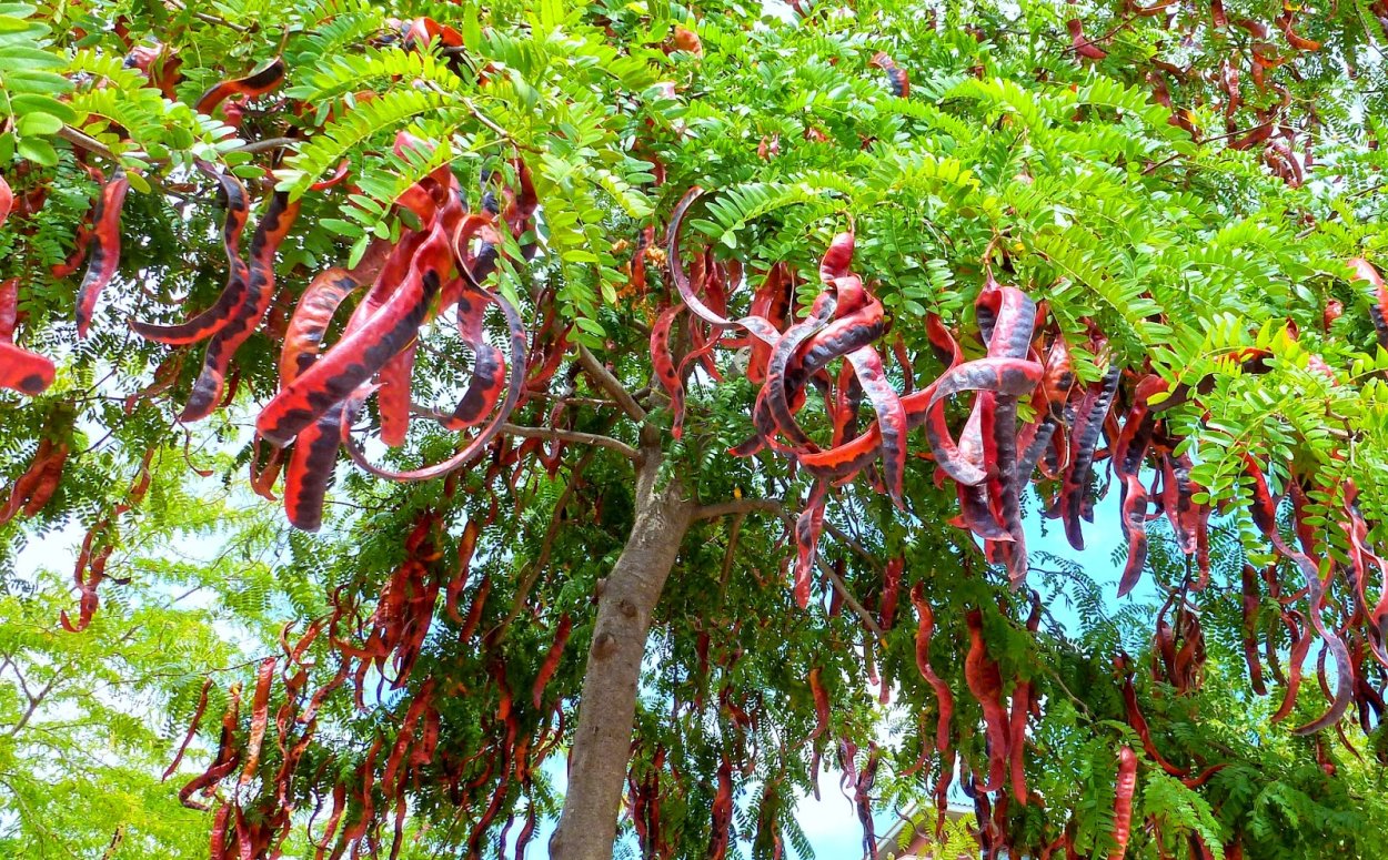 Гледичия трехколючковая Гледичия трехколючковая