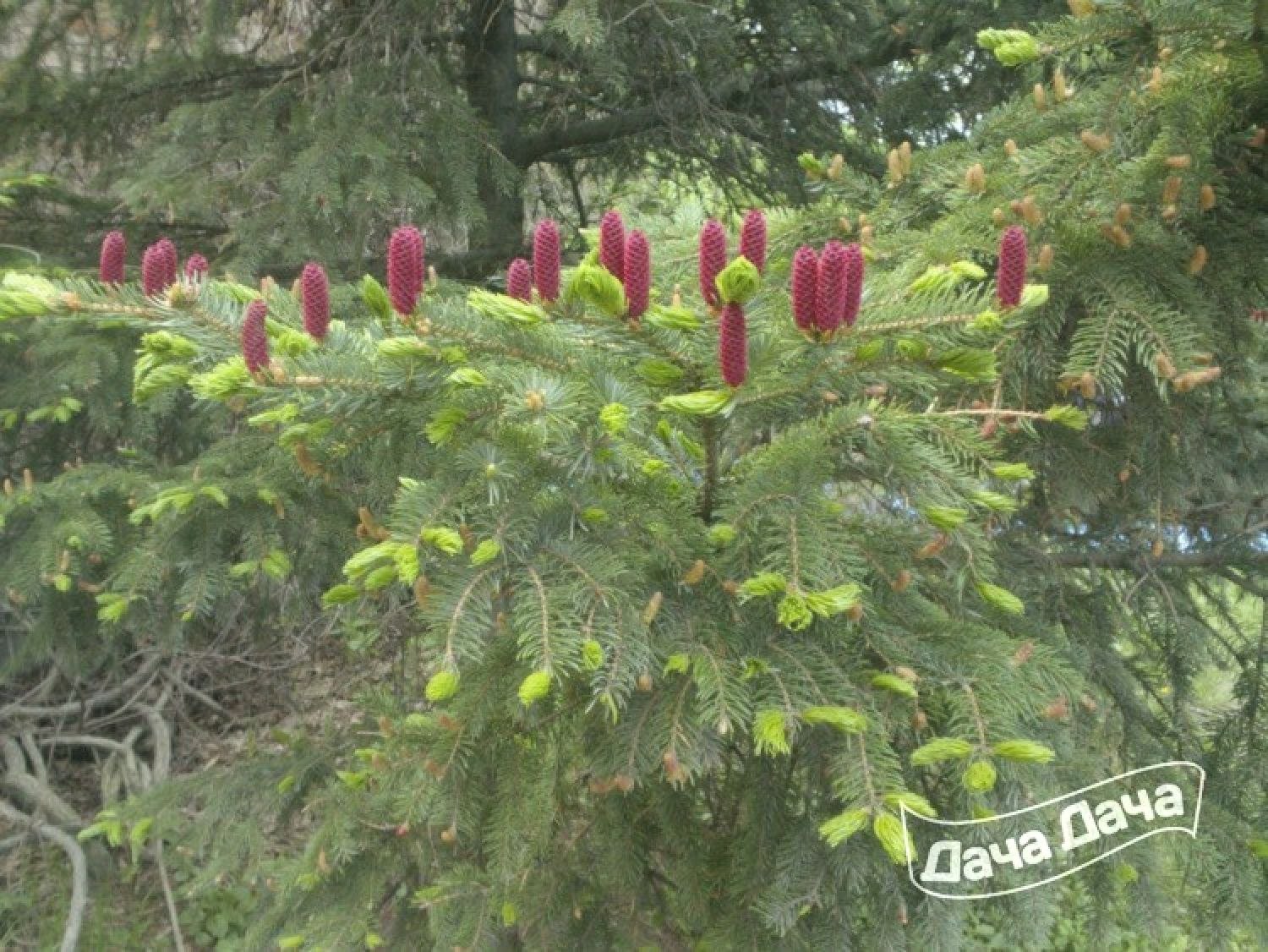 Ель аянская