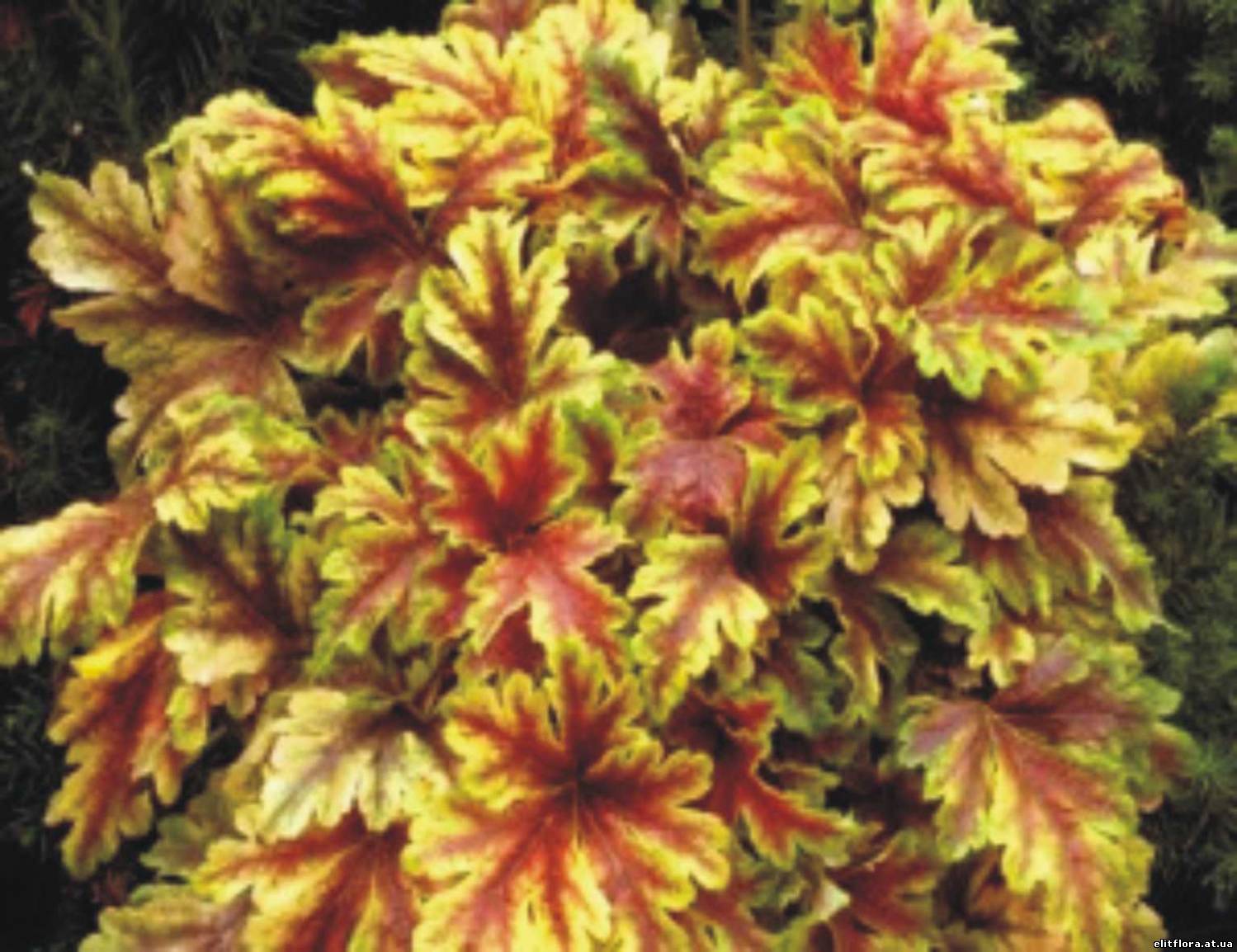 Гейхерелла