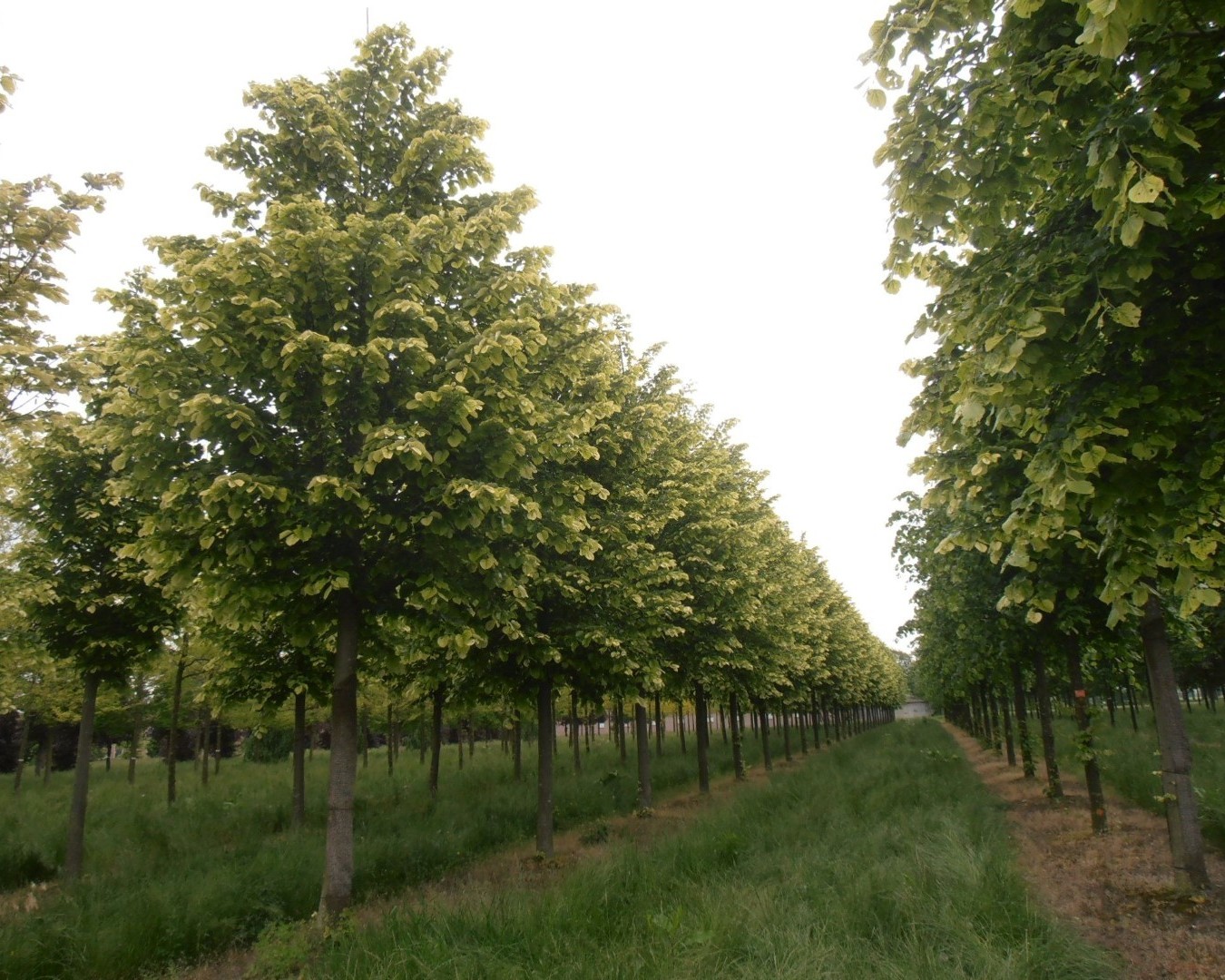 Липа войлочная Липа войлочная