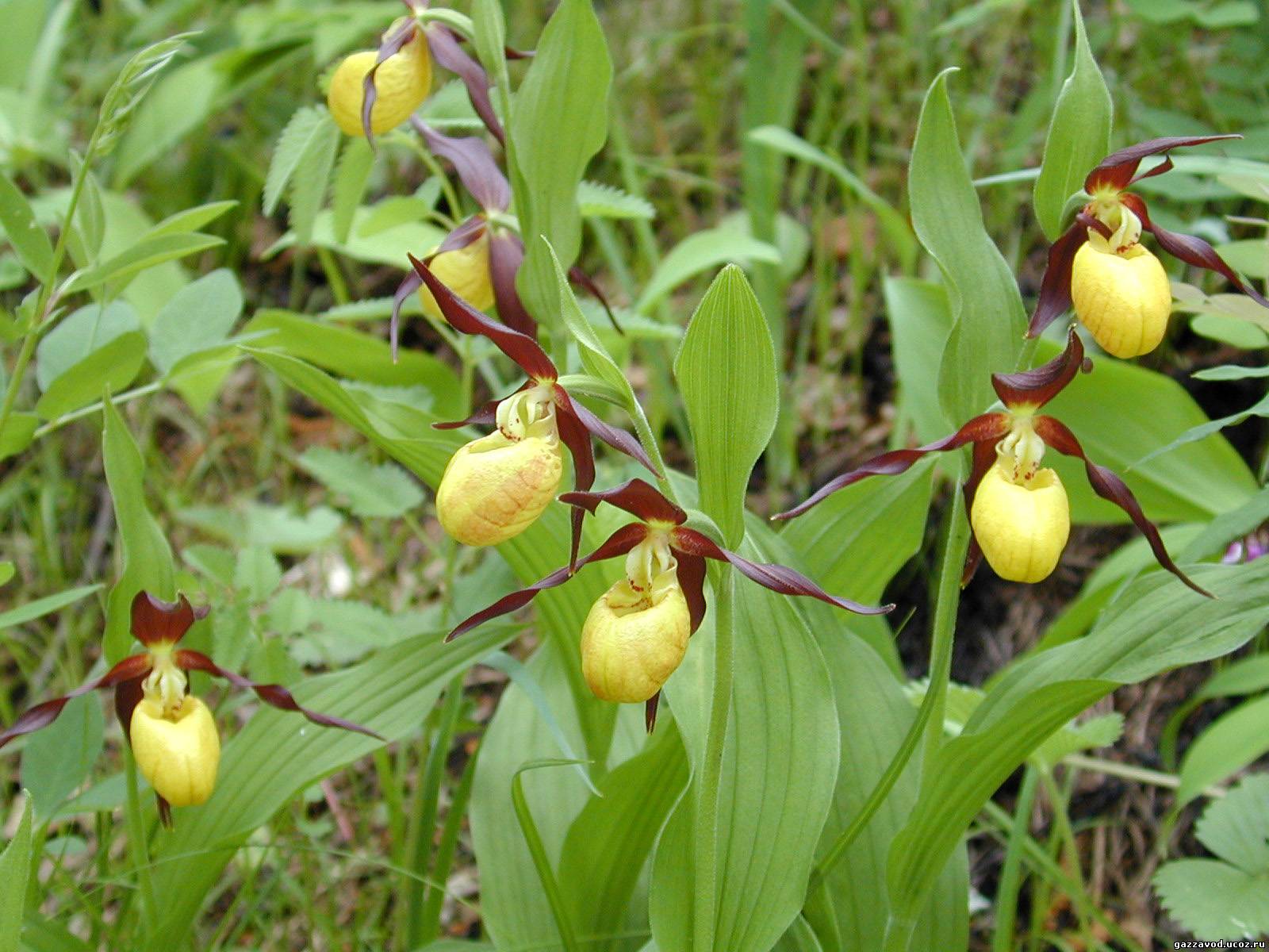 Башмачок жёлтый