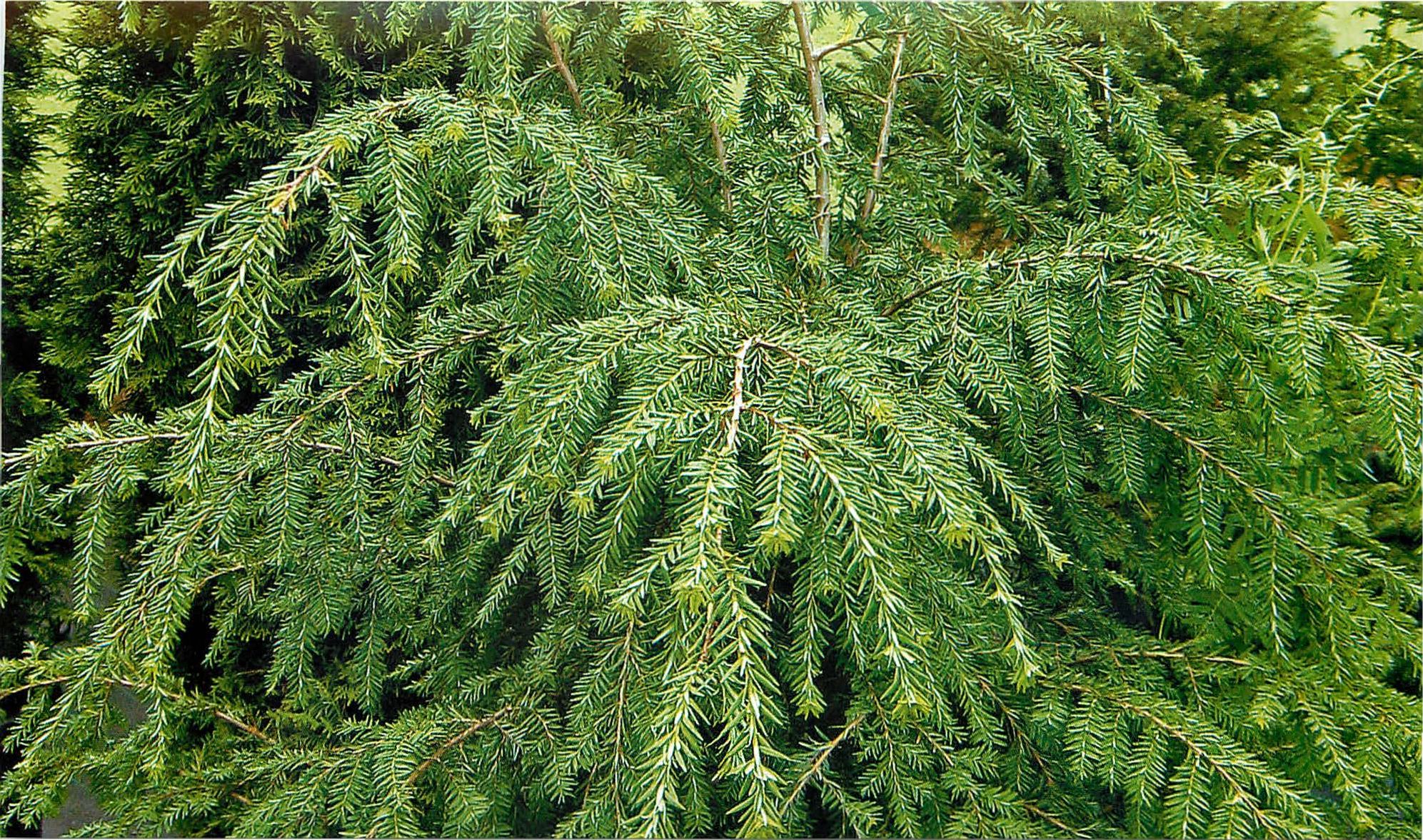 Тсуга Тсуга