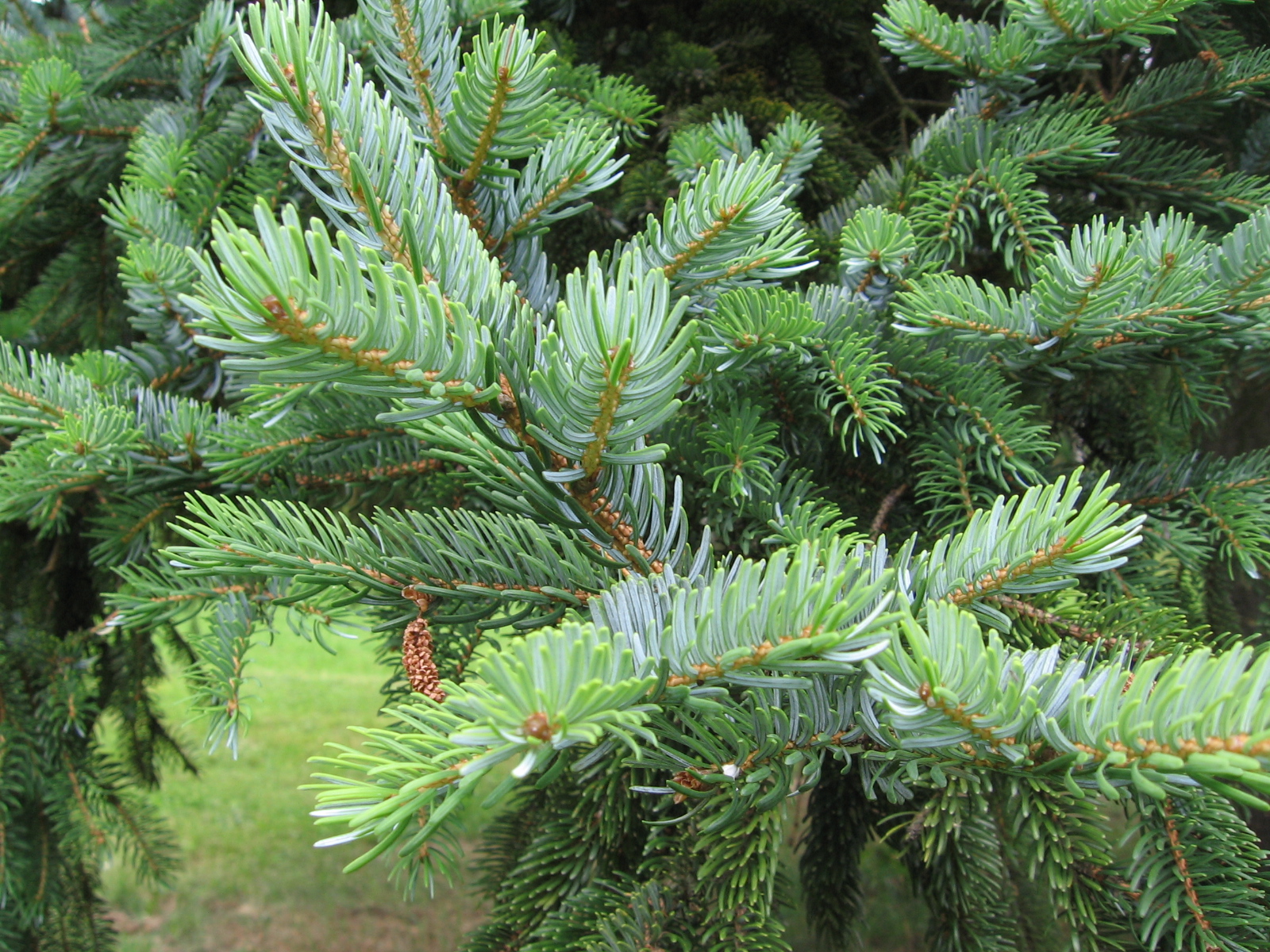 Ель аянская