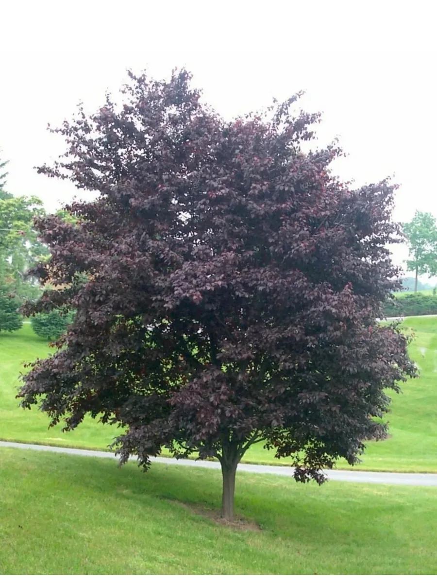 Черемуха виргинская