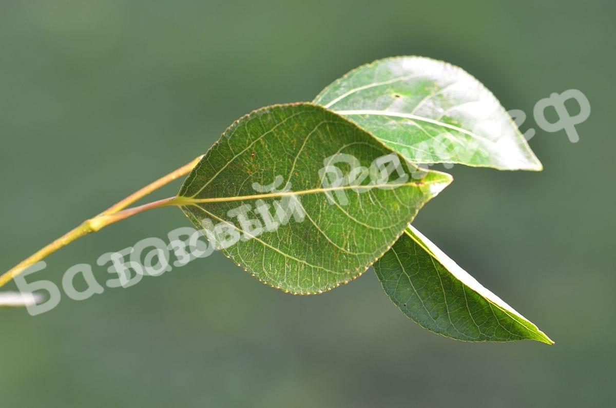 Тополь берлинский