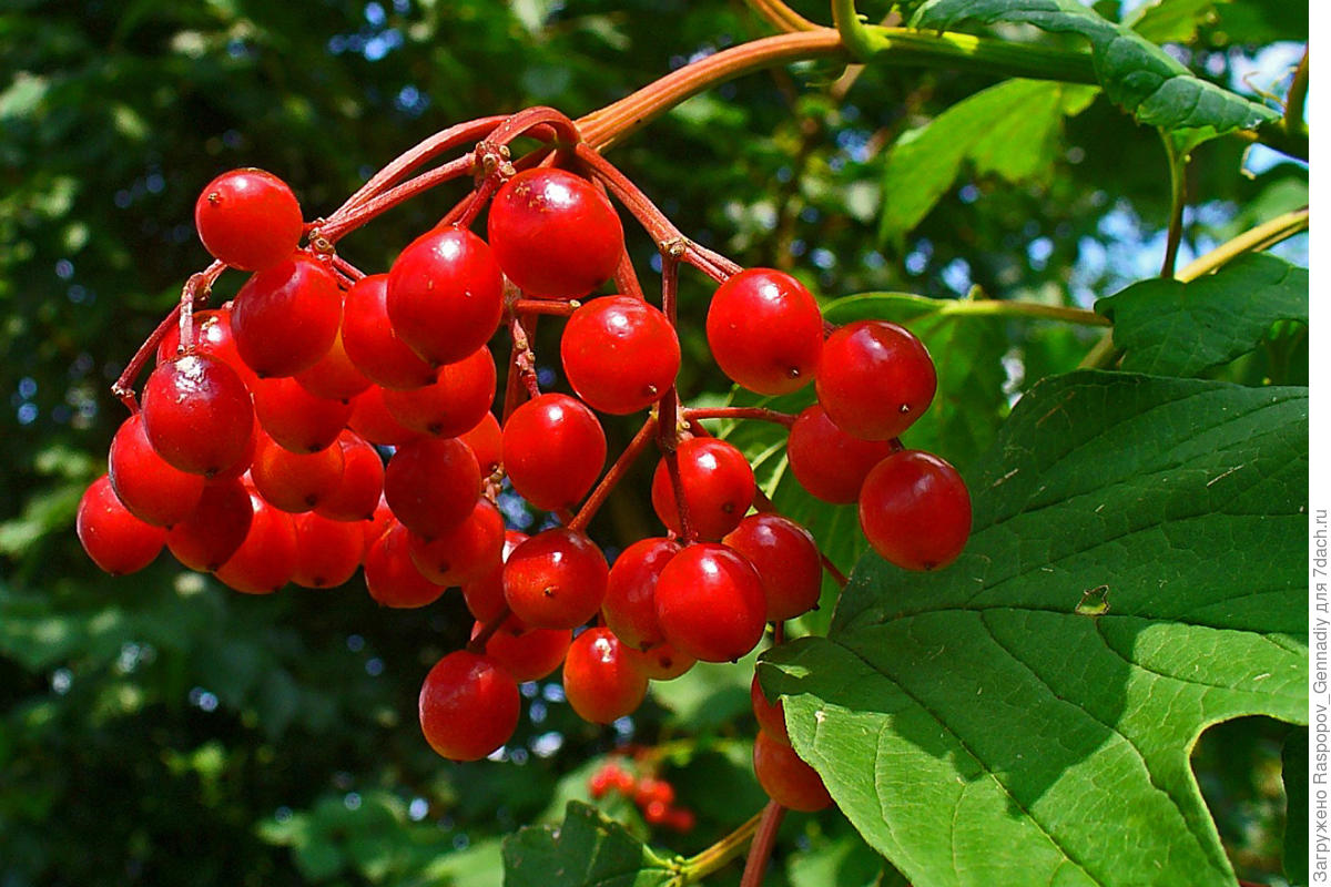 Калина полезная Калина полезная