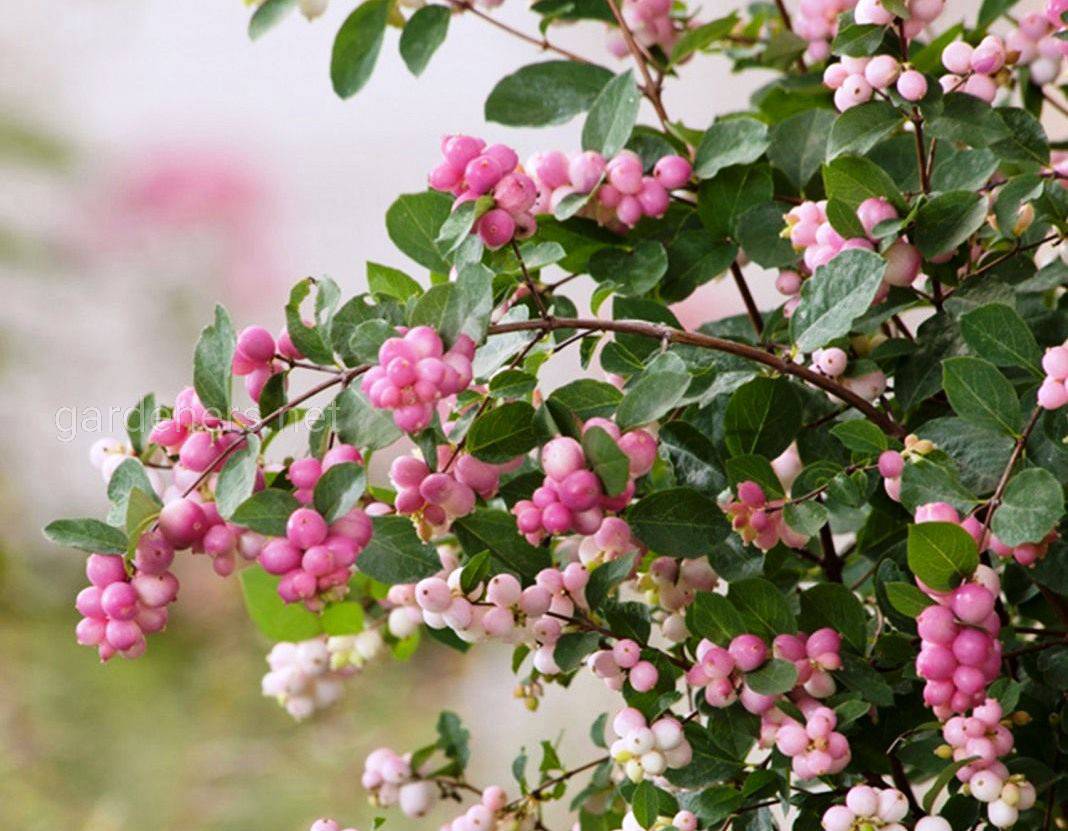 Снежноягодник