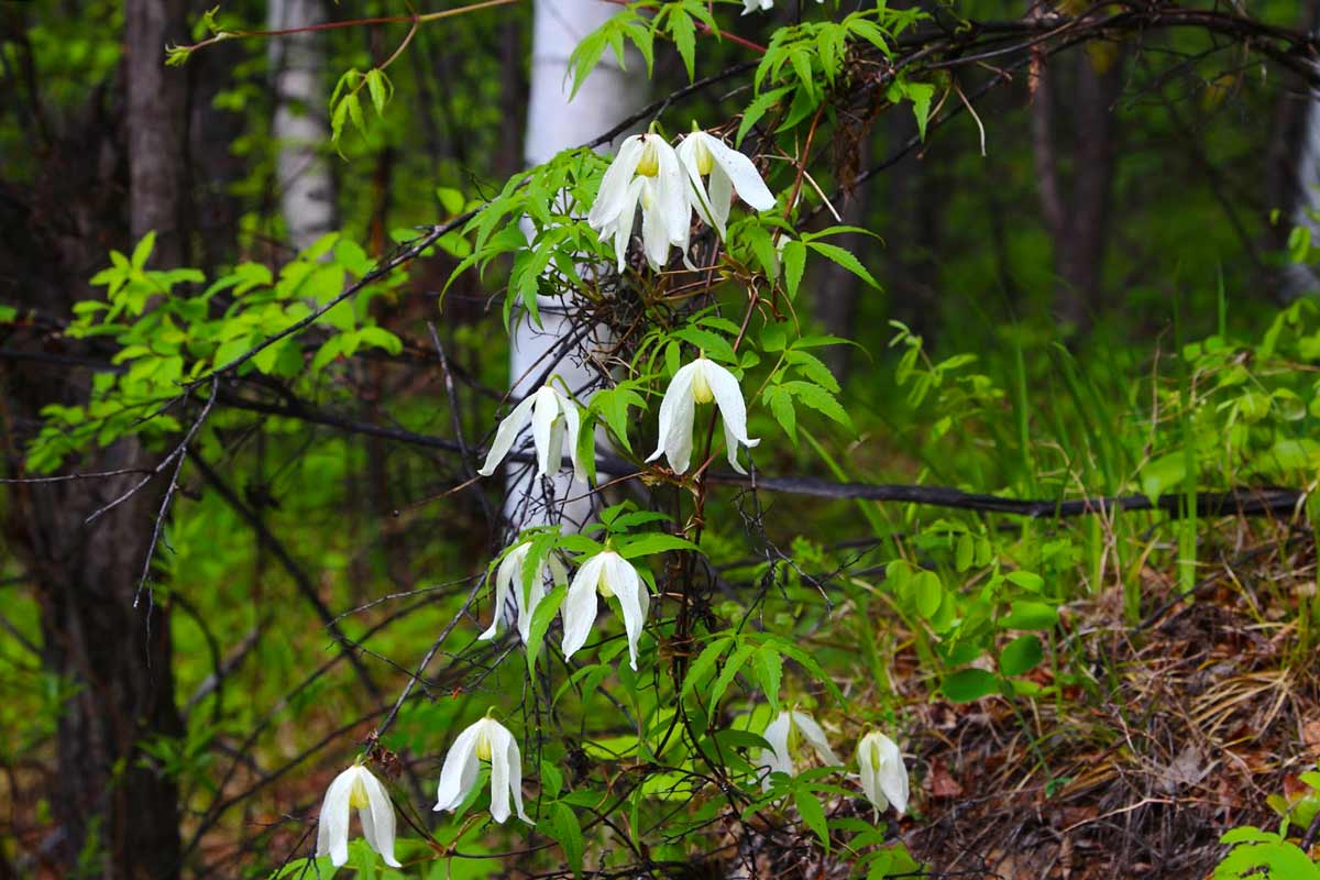 Княжик Арманда Княжик Арманда