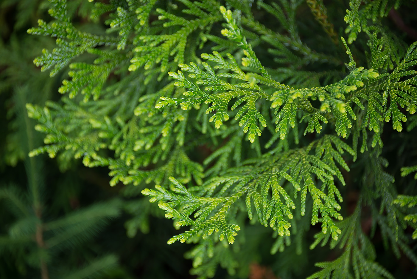 Туевик Туевик