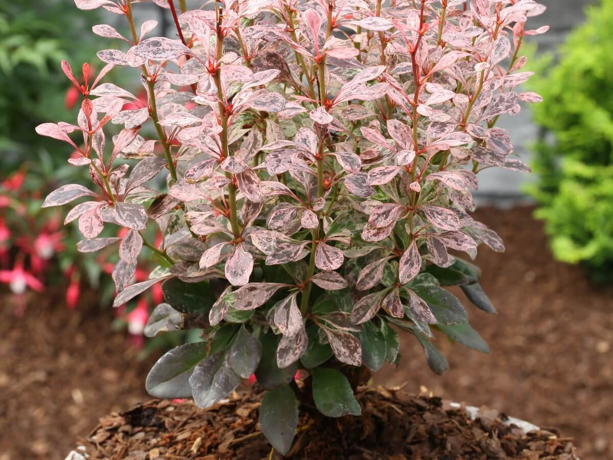 Барбарис многоцветковый Барбарис многоцветковый