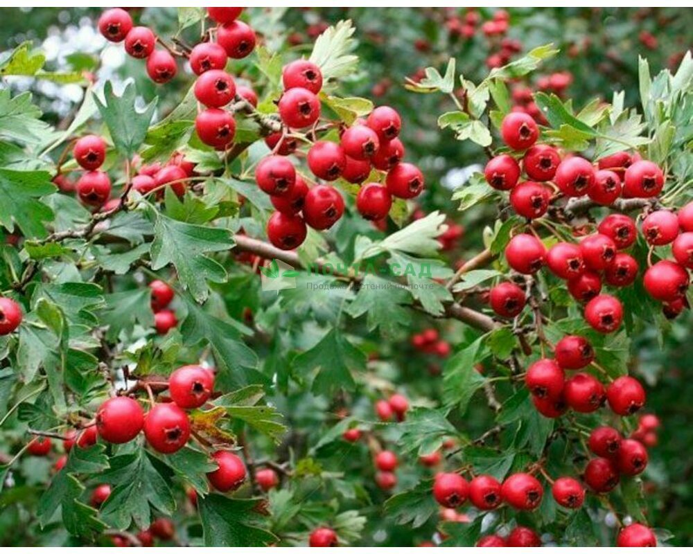 Боярышник перистонадрезанный