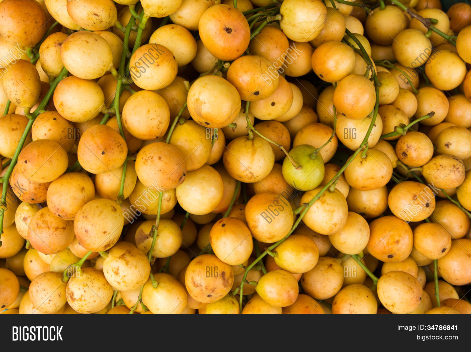 Баккорея Мотли Баккорея Мотли