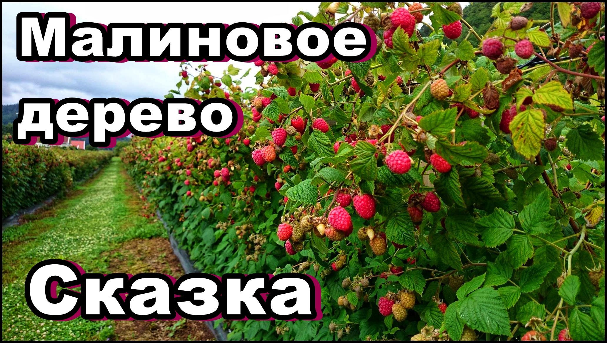 Малиновое дерево