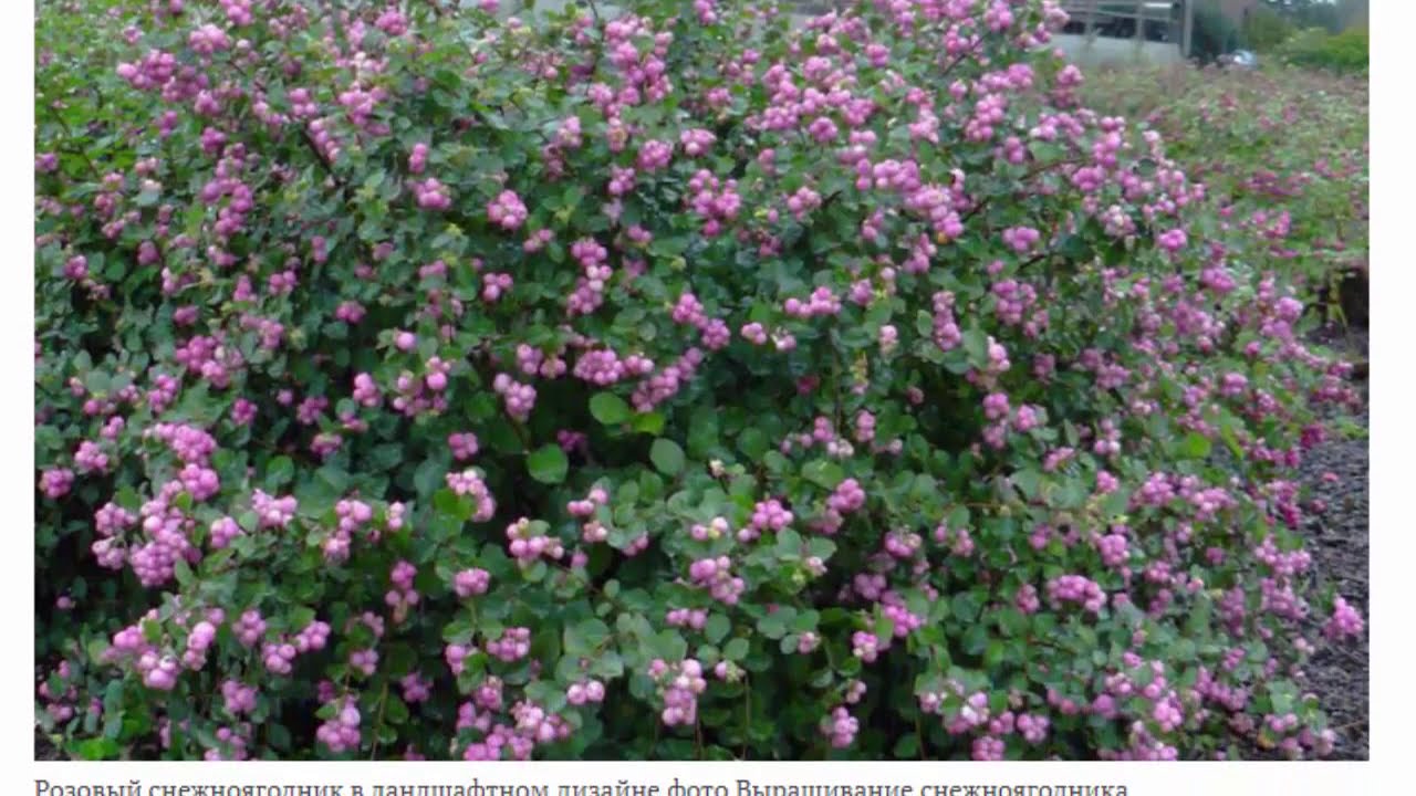 Снежноягодник