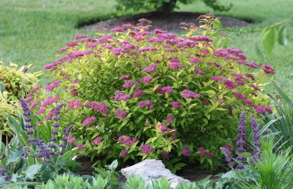 Спирея японская