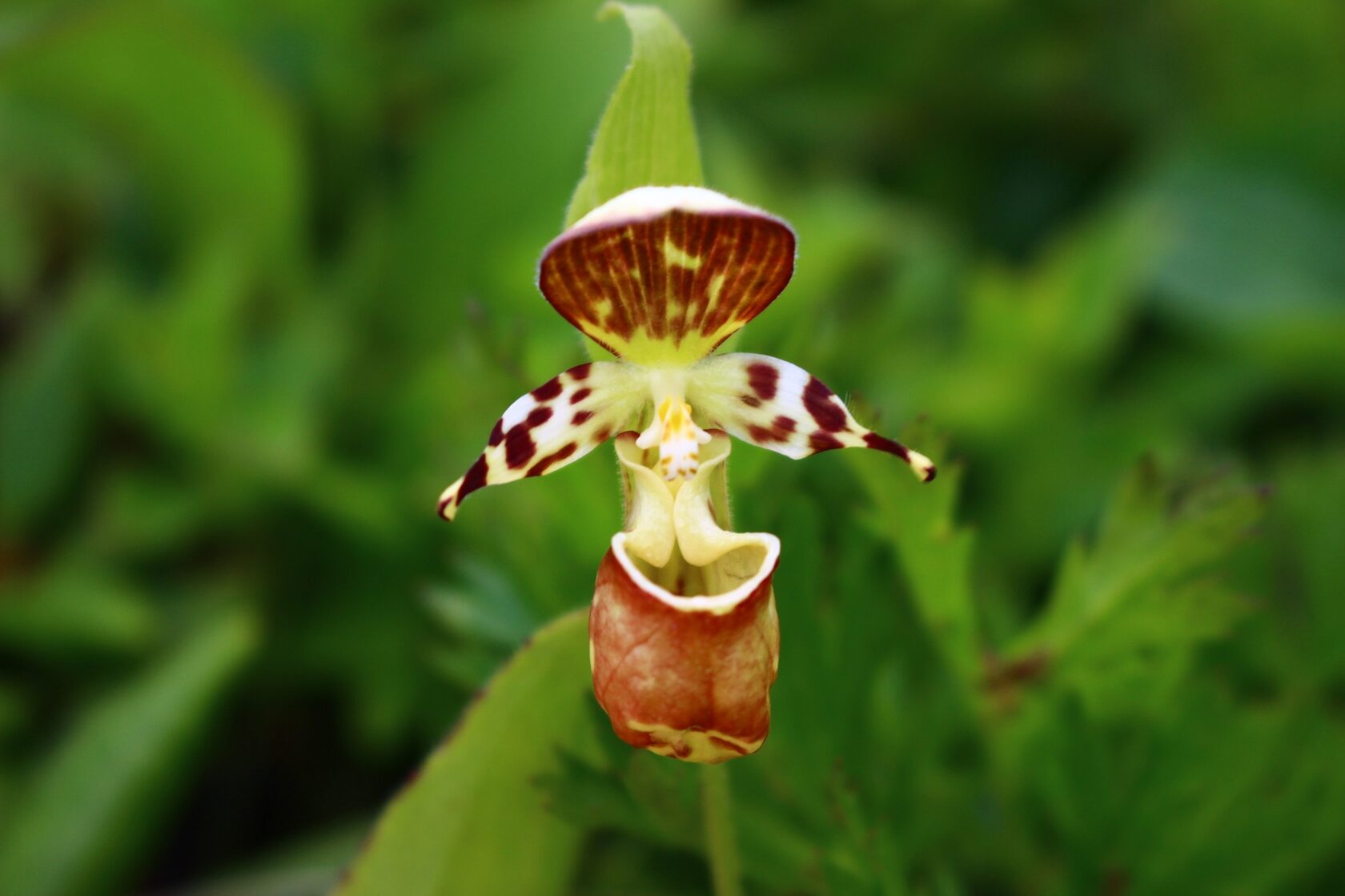 Башмачок Ятабе