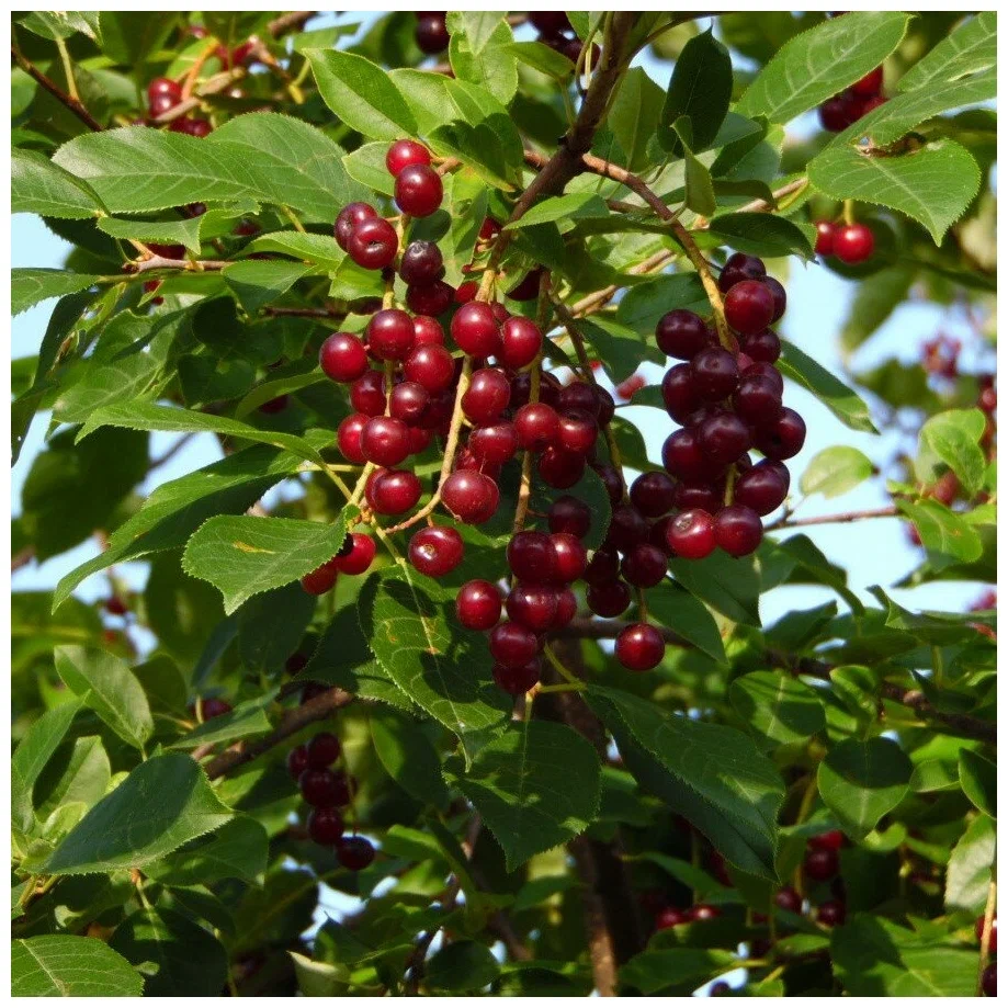 Черемуха виргинская