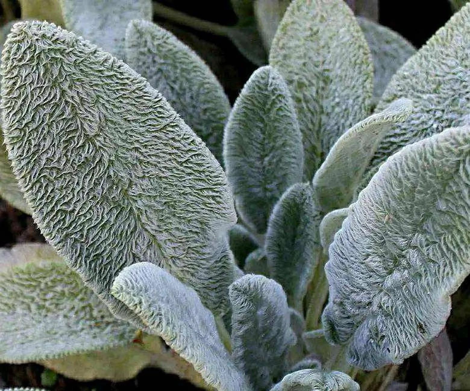 Безвкусница щирицевидная