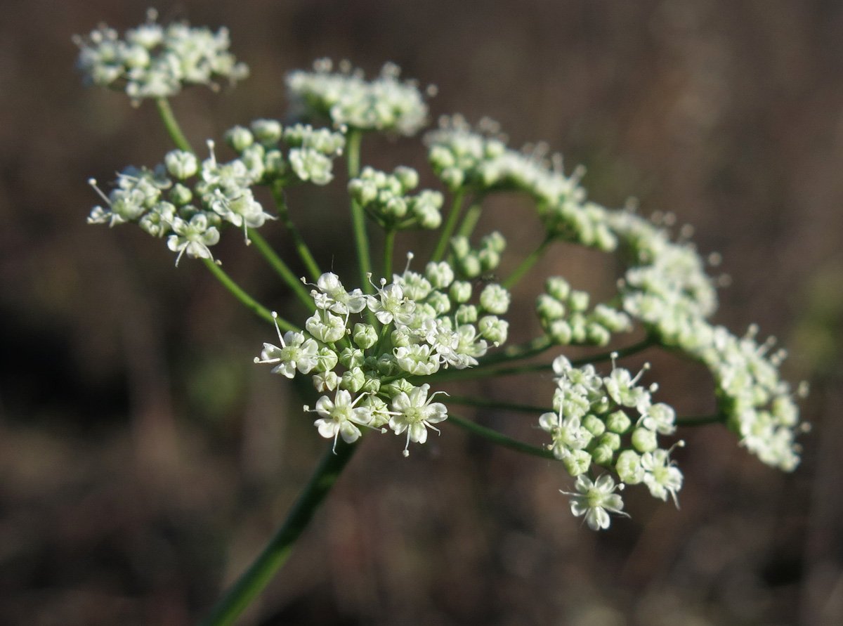 Бедренец смешиваемый